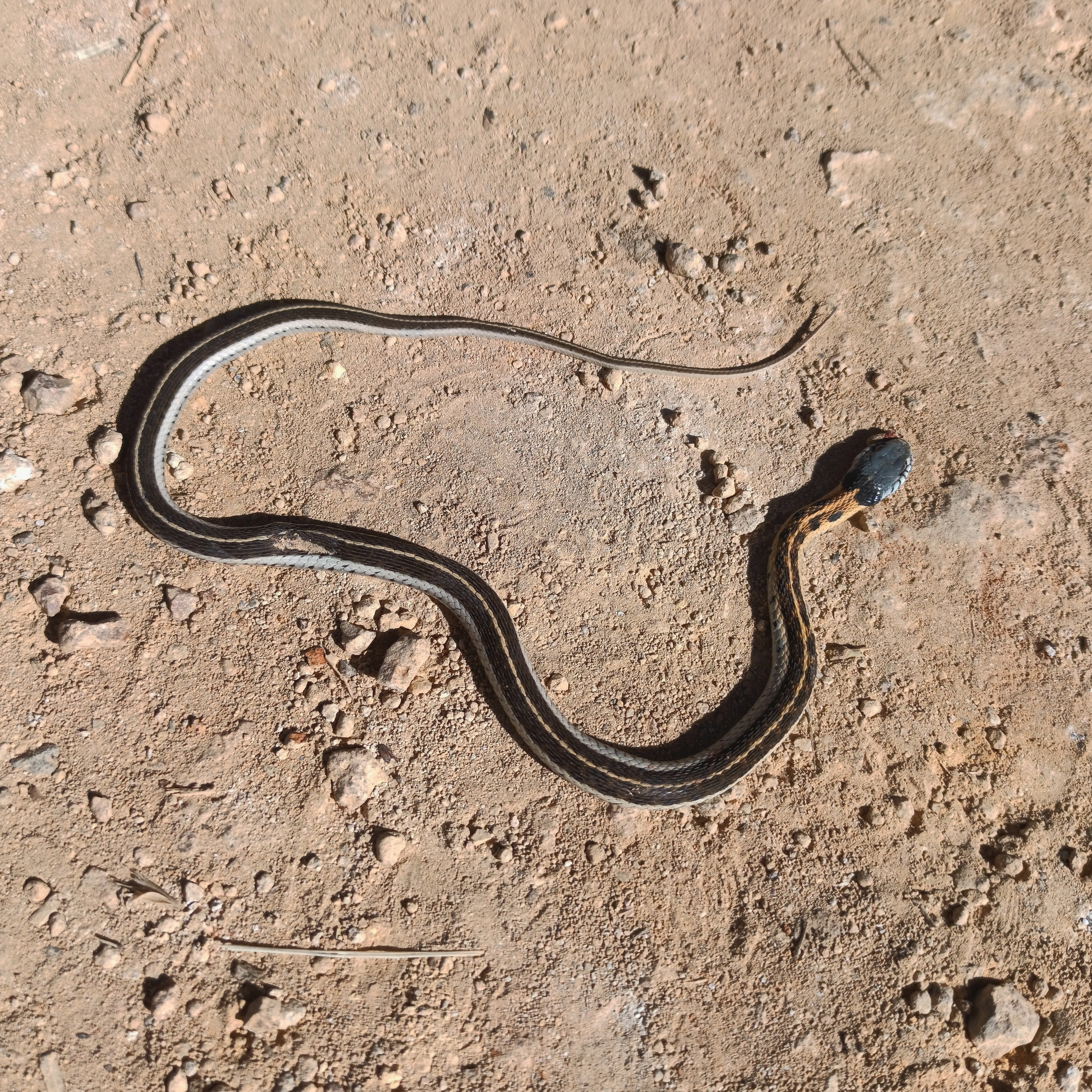 Thamnophis cyrtopsis (Family: Natricidae). Common name: blackneck garter snake.